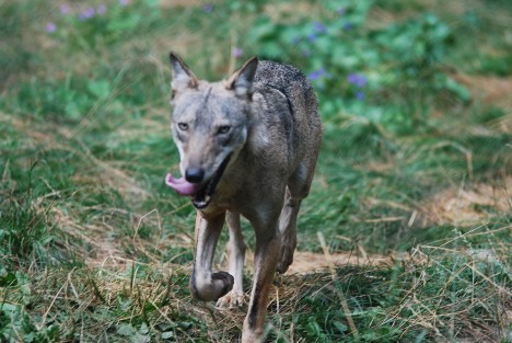 Italian wolf, Abruzzo National Park, Italy