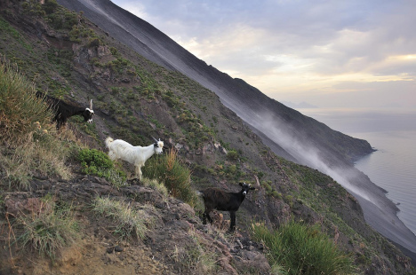 Vulcano Goats on Stromboli, Aeolian Islands, Sicily, Italy
