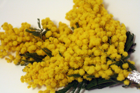 Mimosas given to women on La Festa della Donna, Italy