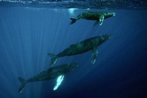 Ligurian Sea Cetacean Sanctuary