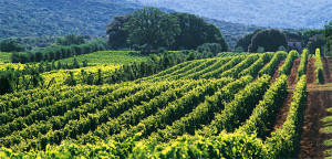 euganean vineyards - wine