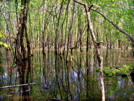 A typical piscina in the park's plain forest, Monte Circeo National Park, Lazio, Italy