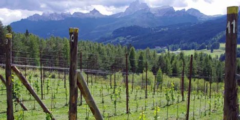vigna 1350 highest vineyard in Europe